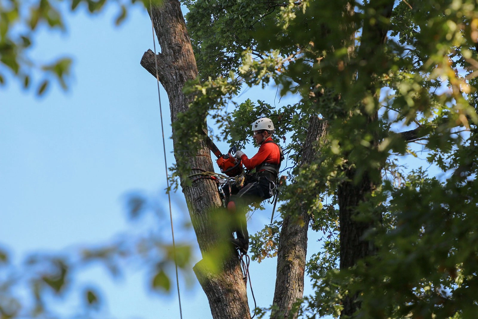 Distinguishing the Best Tree Removal Services