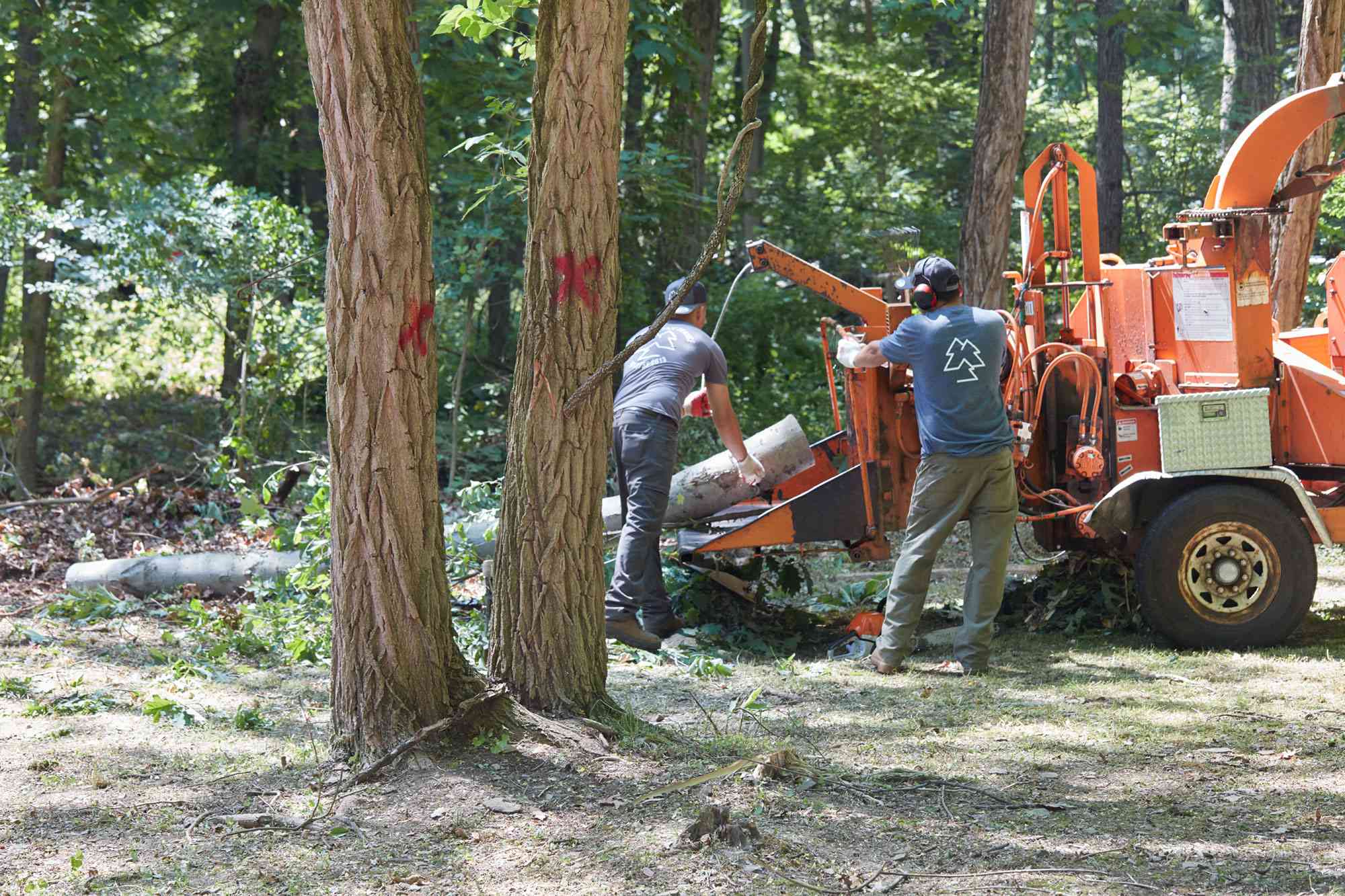 Urban Timber Tree Services